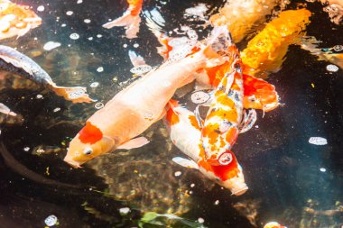 Beautiful koi fish. Farm work. Closed system. ornamental fish for export