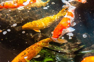 Beautiful koi fish. Farm work. Closed system. ornamental fish for export