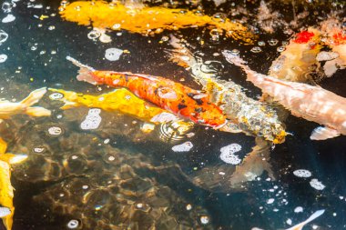 Beautiful koi fish. Farm work. Closed system. ornamental fish for export