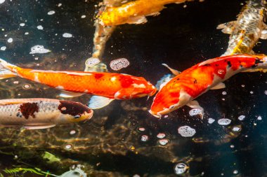 Beautiful koi fish. Farm work. Closed system. ornamental fish for export