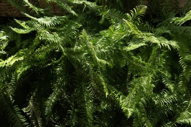 Leaves in the Asian evergreen forest, in the tropical forest, middle line 0 formula