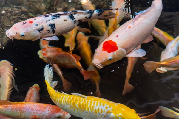 Beautiful koi fish. Farm work. Closed system. ornamental fish for export