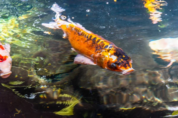 Beautiful koi fish. Farm work. Closed system. ornamental fish for export