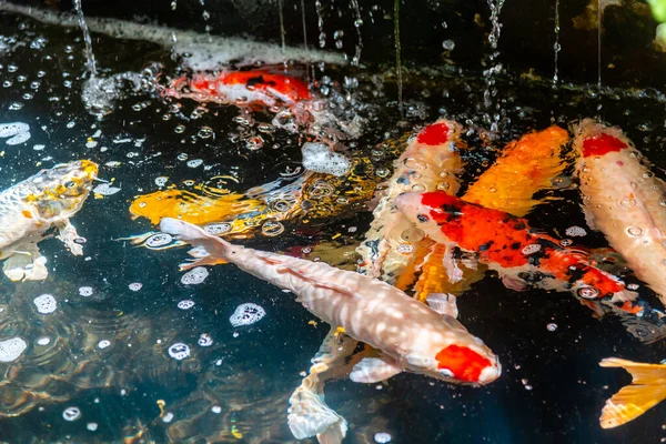 Beautiful koi fish. Farm work. Closed system. ornamental fish for export
