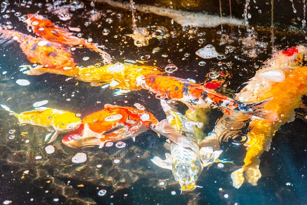 Beautiful koi fish. Farm work. Closed system. ornamental fish for export
