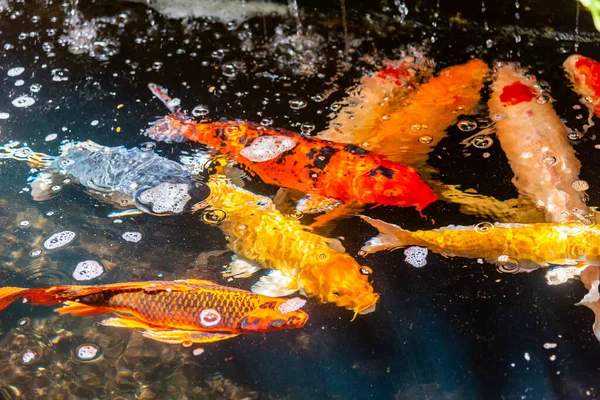 Beautiful koi fish. Farm work. Closed system. ornamental fish for export