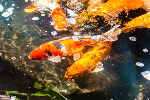 Beautiful koi fish. Farm work. Closed system. ornamental fish for export