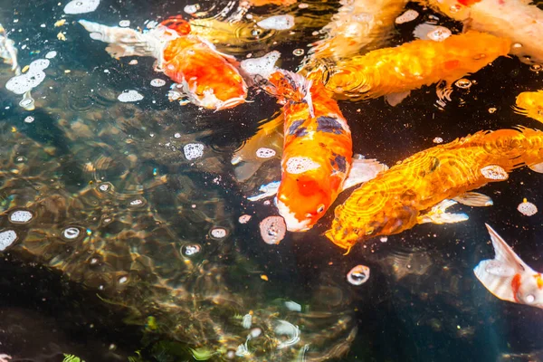 Beautiful koi fish. Farm work. Closed system. ornamental fish for export