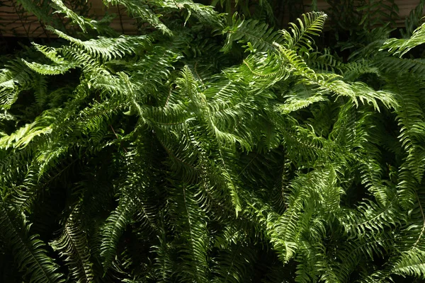 Leaves in the Asian evergreen forest, in the tropical forest, middle line 0 formula