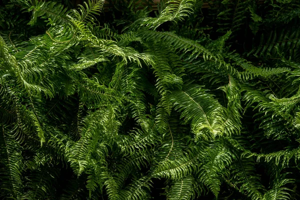 Листья Азиатском Вечнозеленом Лесу Тропическом Лесу Средняя Линия Формула — стоковое фото