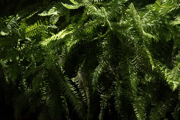 Leaves in the Asian evergreen forest, in the tropical forest, middle line 0 formula