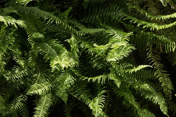 Листья Азиатском Вечнозеленом Лесу Тропическом Лесу Средняя Линия Формула — стоковое фото