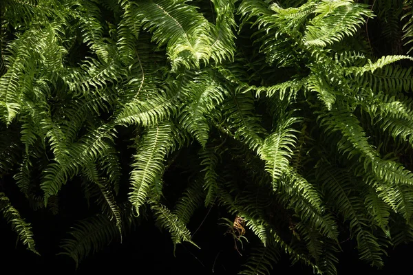 Leaves Asian Evergreen Forest Tropical Forest Middle Line Formula — ストック写真