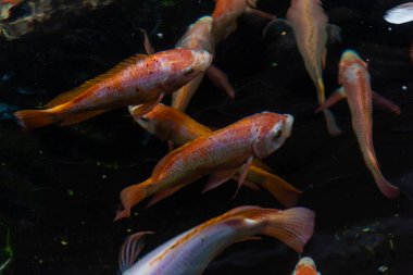 Beautiful koi fish. Farm work. Closed system. ornamental fish for export