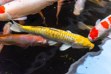 Beautiful koi fish. Farm work. Closed system. ornamental fish for export