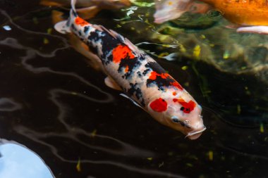 Beautiful koi fish. Farm work. Closed system. ornamental fish for export
