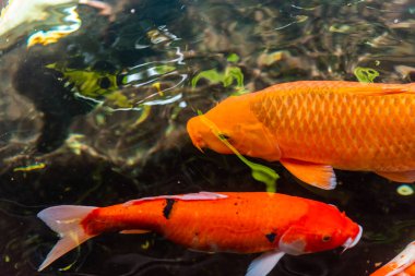 Beautiful koi fish. Farm work. Closed system. ornamental fish for export