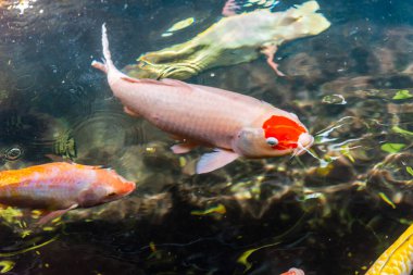 Beautiful koi fish. Farm work. Closed system. ornamental fish for export