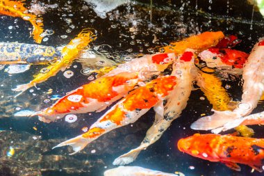Beautiful koi fish. Farm work. Closed system. ornamental fish for export