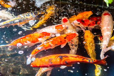 Beautiful koi fish. Farm work. Closed system. ornamental fish for export