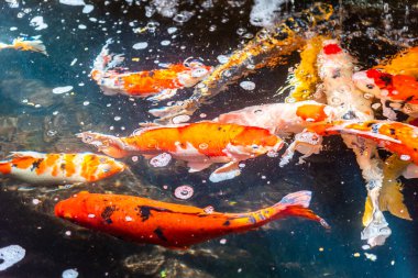 Beautiful koi fish. Farm work. Closed system. ornamental fish for export