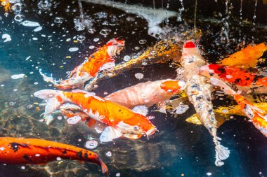 Beautiful koi fish. Farm work. Closed system. ornamental fish for export