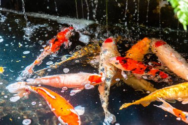 Beautiful koi fish. Farm work. Closed system. ornamental fish for export