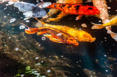 Beautiful koi fish. Farm work. Closed system. ornamental fish for export