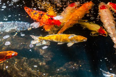 Beautiful koi fish. Farm work. Closed system. ornamental fish for export