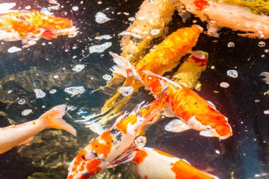 Beautiful koi fish. Farm work. Closed system. ornamental fish for export