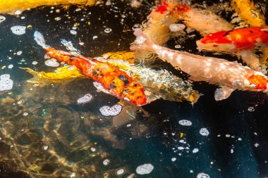 Beautiful koi fish. Farm work. Closed system. ornamental fish for export