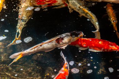Beautiful koi fish. Farm work. Closed system. ornamental fish for export