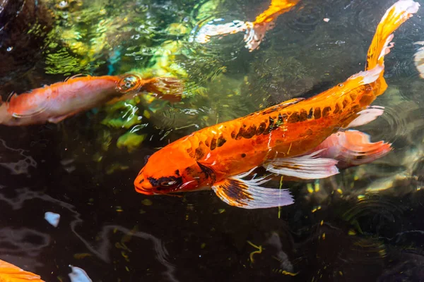 Beautiful koi fish. Farm work. Closed system. ornamental fish for export