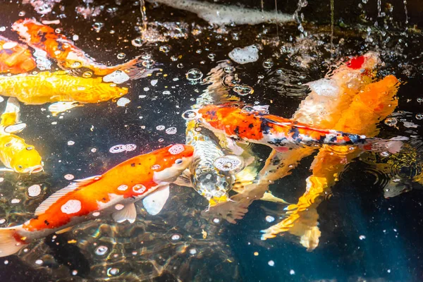 Beautiful koi fish. Farm work. Closed system. ornamental fish for export