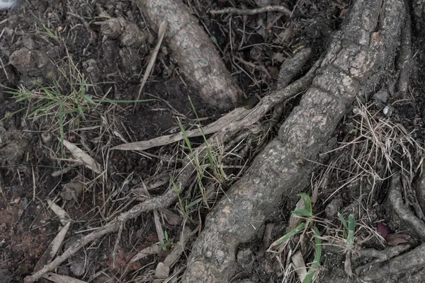 Tree roots, leaves background, nature pattern background, Natural background and wallpaper