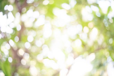 Arkaplan için soyut bulanık yeşil renk, tasarım için bulanık ve odaksız bahar konsepti, arka planda doğal, taze duvar kağıdı konsepti olarak kullanılan bulanık yeşillik arkaplanı doğa görünümü