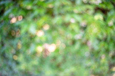 Arkaplan için soyut bulanık yeşil renk, tasarım için bulanık ve odaksız bahar konsepti, arka planda doğal, taze duvar kağıdı konsepti olarak kullanılan bulanık yeşillik arkaplanı doğa görünümü