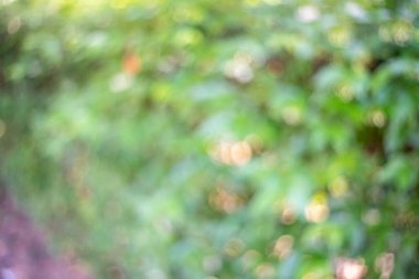 Arkaplan için soyut bulanık yeşil renk, tasarım için bulanık ve odaksız bahar konsepti, arka planda doğal, taze duvar kağıdı konsepti olarak kullanılan bulanık yeşillik arkaplanı doğa görünümü