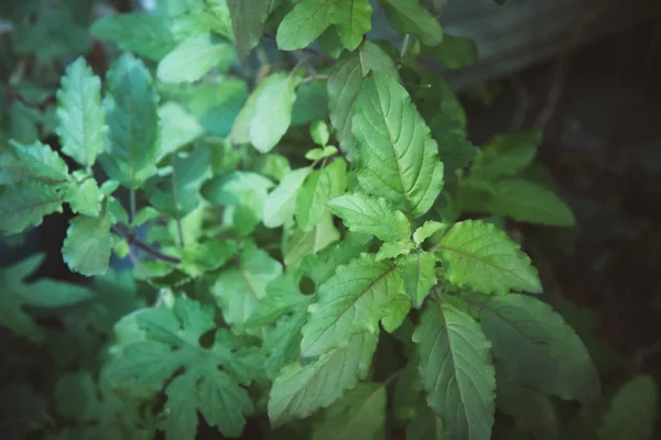basil leaves background food leaves herbs ancient times old basil leaves