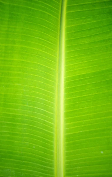 banana leaf banana leaf background image in nature