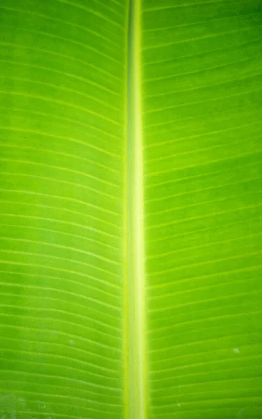 banana leaf banana leaf background image in nature