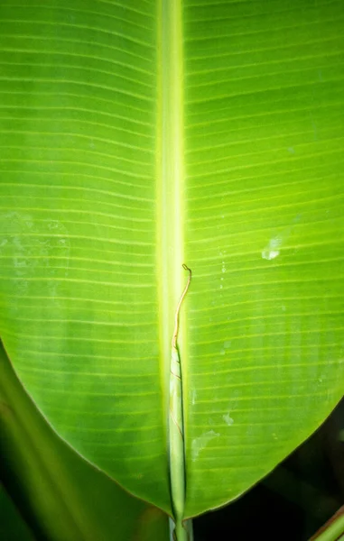 banana leaf banana leaf background image in nature