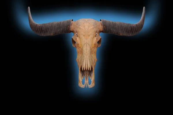 Skull, dead buffalo, skull, old, black, horn, isolated from the background clipingpart
