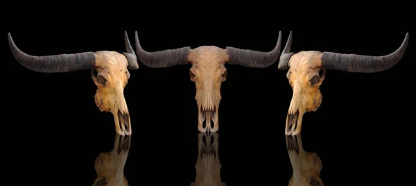Skull, dead buffalo, skull, dead, horned, separated from white background, clipingpart
