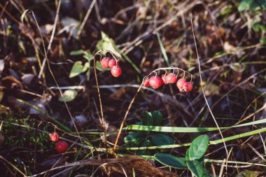Sonbaharda nilüferlerin kırmızı meyveleri