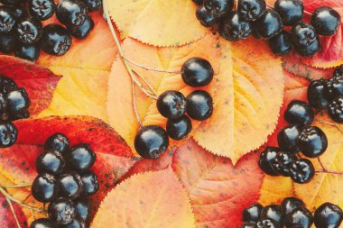 Sonbahar düzlüklerinde portakal yaprakları ve siyah Aronia üzümleri vardı. Renkli bir sonbahar arkaplanı.