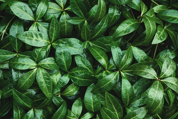 Dark green texture of wet glossy plant leaves for nature background