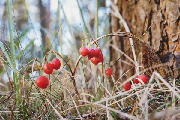 Convallaria Majalis Bayas Bosque Lirio Fruta Del Valle Otoño — Foto de Stock