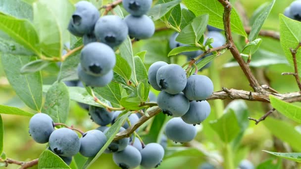Böğürtlen Yetiştirilmiş Organik Yazlık Bahçe Çalılıklarda Yetişmiş Olgun Meyveler Yakın — Stok video