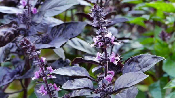 庭のベッドに咲く暗いオパールバジルの植物 — ストック動画